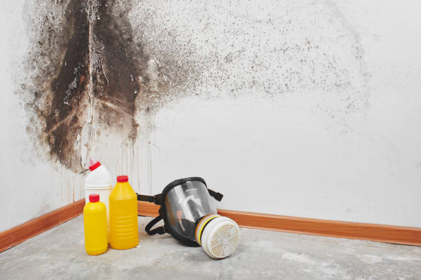 Trusted Carthage, NC Mold Removal Experts