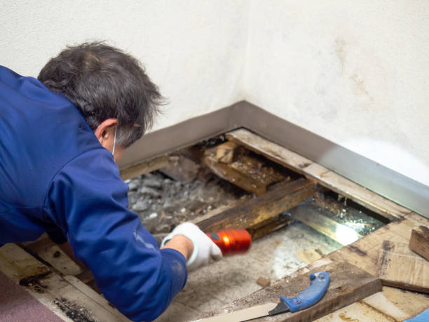 Best Black Mold Removal  in Carthage, NC