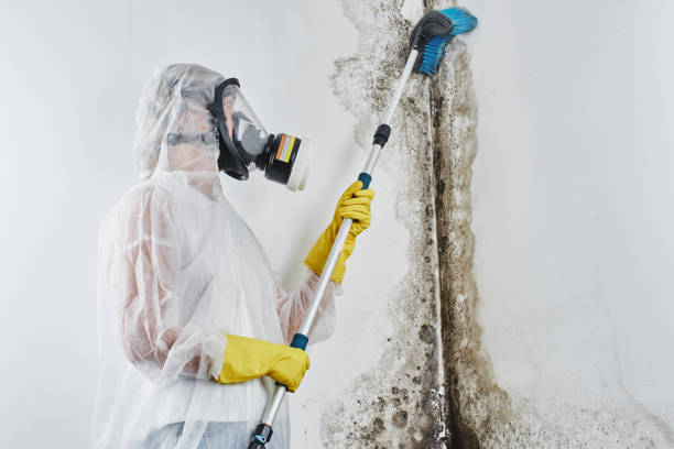 Best Black Mold Removal  in Carthage, NC
