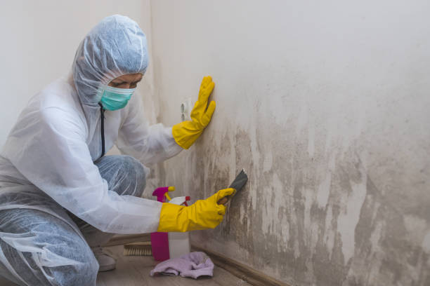 Best Mold Damage Repair  in Carthage, NC
