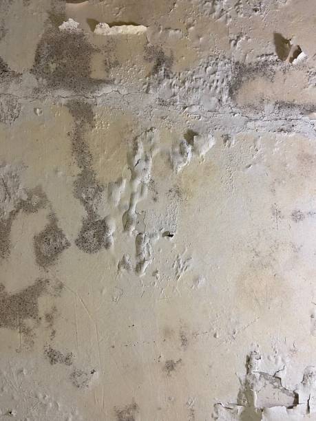 Best Commercial Mold Removal  in Carthage, NC