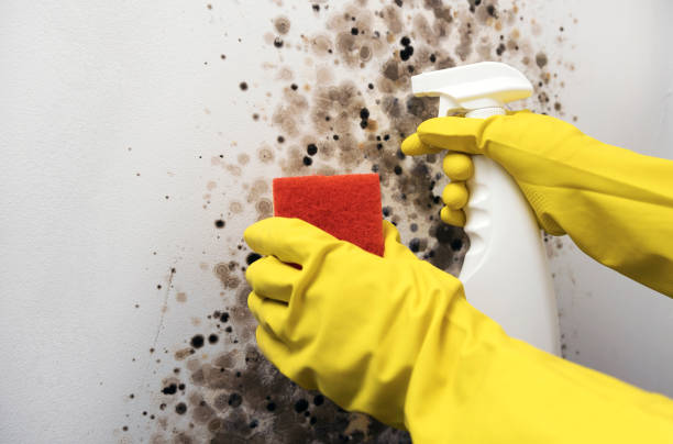 Best Attic Mold Removal  in Carthage, NC