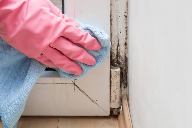 Best Attic Mold Removal  in Carthage, NC