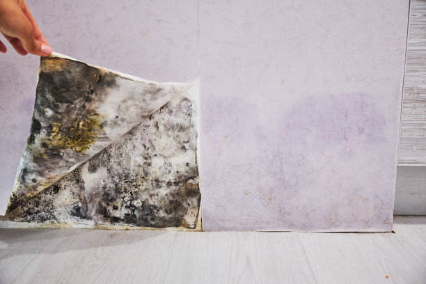 Best Same-Day Mold Removal  in Carthage, NC